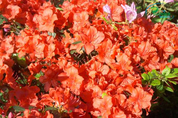 Azalia japońska Nordlicht